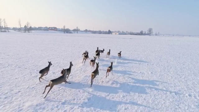 狍在雪地里奔跑视频下载