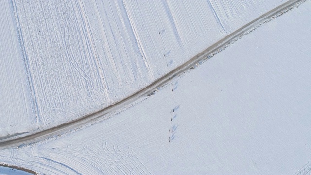 鸟瞰图狍子在雪地里奔跑视频素材