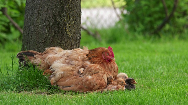 母鸡坐在草地上的小鸡身上视频下载