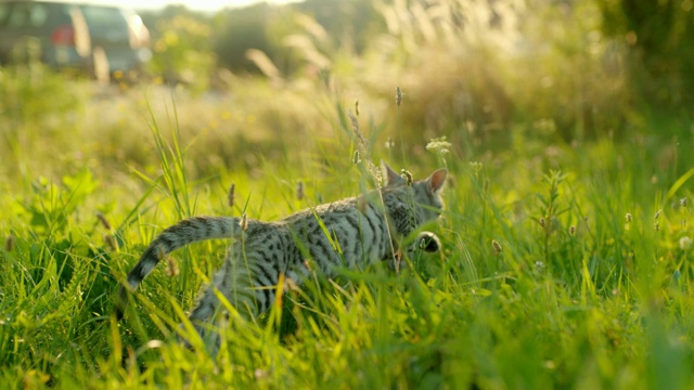 超级慢动作小猫在高草中奔跑视频素材