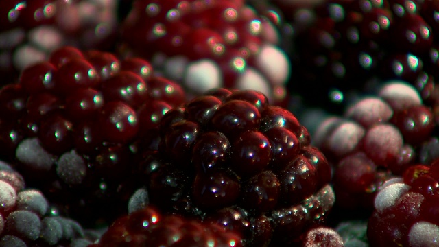 黑莓浆果吸引了业余爱好者的眼球。视频素材