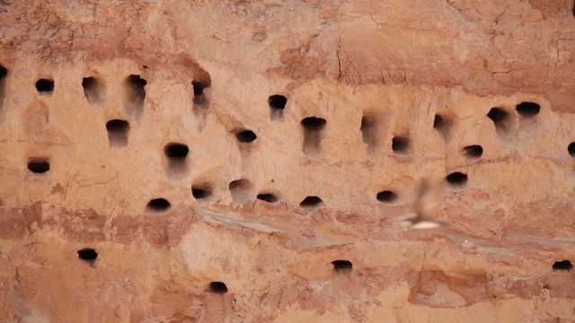 白俄罗斯。欧洲沙马丁活跃的繁殖殖民地附近的洞穴在沙河海岸。滨鹬是燕科的一种迁徙雀形目鸟类。视频下载