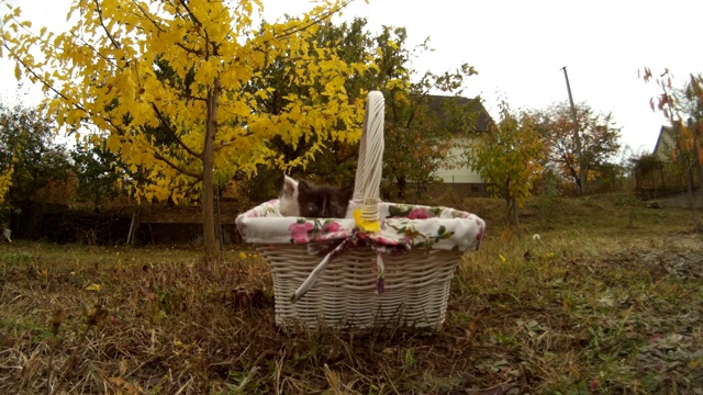 小猫坐在柳条篮子里，在大自然的草地上散步视频下载