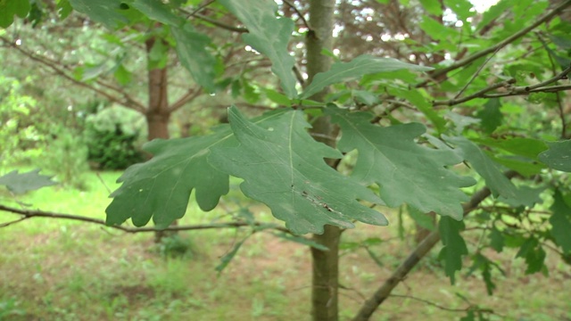 在阴天，绿色的橡树叶在树枝上。大自然中橡树的叶子视频下载