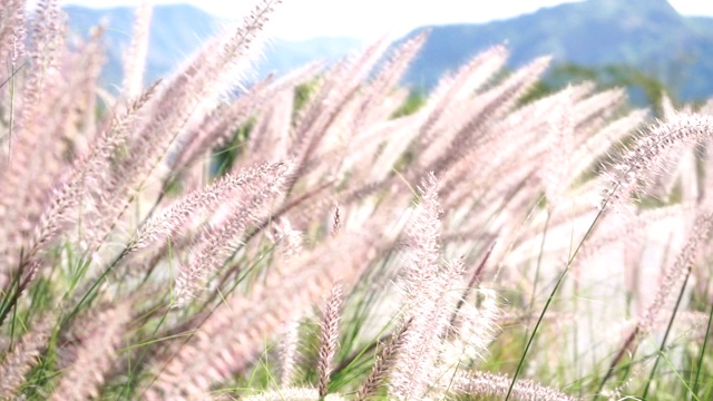 草的花自然视频素材