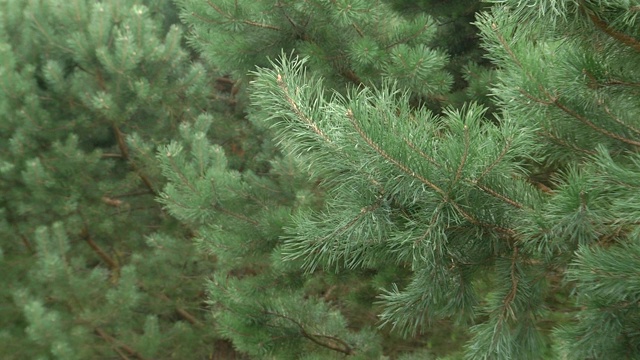 幼树的枝条俯视图。有绿针的松枝。新年树微距拍摄。视频下载