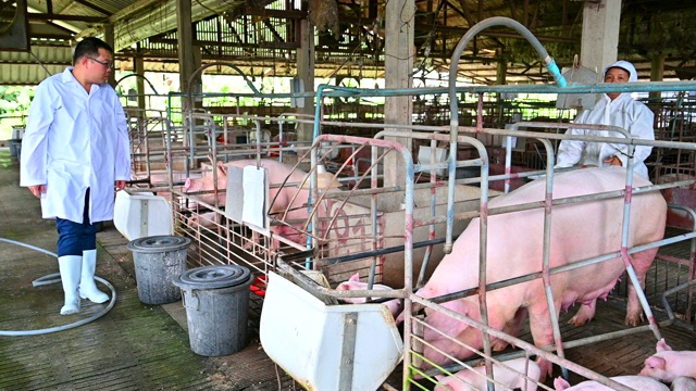 亚洲兽医正在对猪圈内的猪进行健康和注射检查。养猪场视频下载