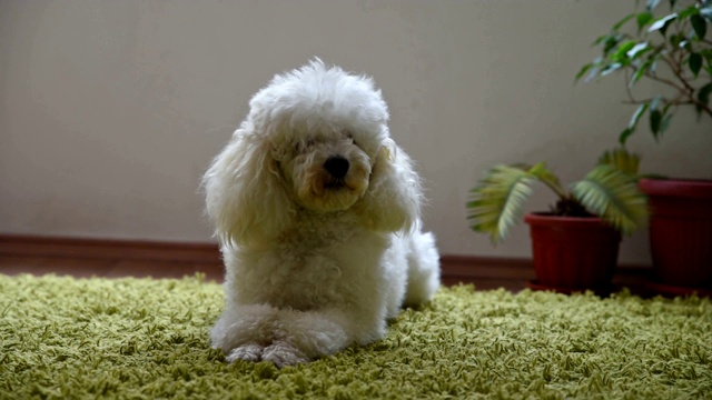 白色的贵宾犬视频素材