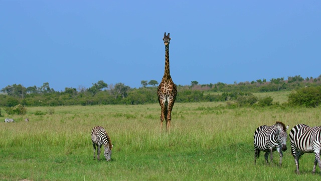 波切尔的斑马放牧和马赛长颈鹿，马赛马拉，肯尼亚，非洲视频素材