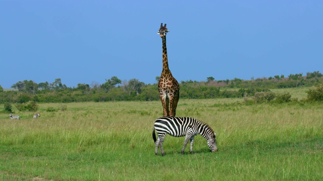 波切尔的斑马放牧和马赛长颈鹿，马赛马拉，肯尼亚，非洲视频素材