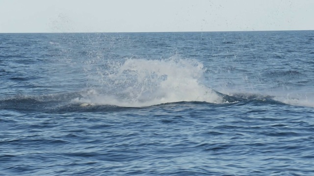 180p慢动作剪辑座头鲸头部在merimbula断裂视频素材