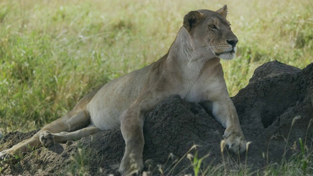 这是塞伦盖蒂平原一只母狮子在白蚁堆上休息的4K视频视频下载