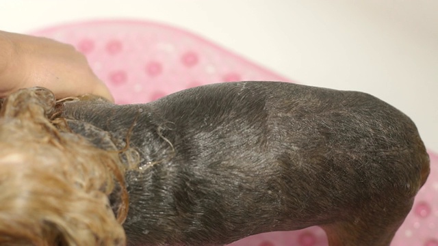 在一家兽医诊所的浴室里，一位女兽医正在给一只约克郡犬洗澡。视频下载