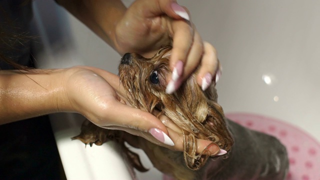 在一家兽医诊所的浴室里，一位女兽医正在给一只约克郡犬洗澡。视频下载