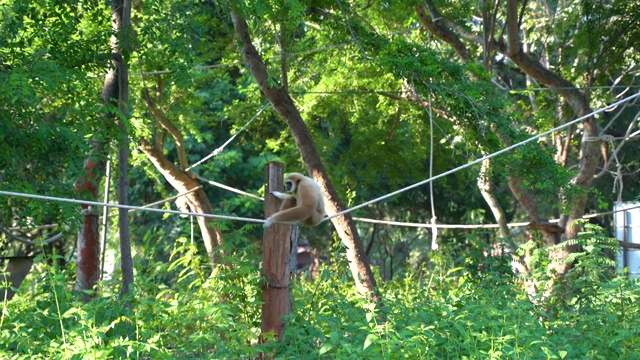 长臂猿吊在绳子上摇摆视频素材
