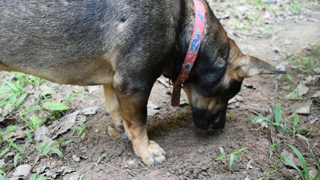 狗在土地上挖洞视频素材