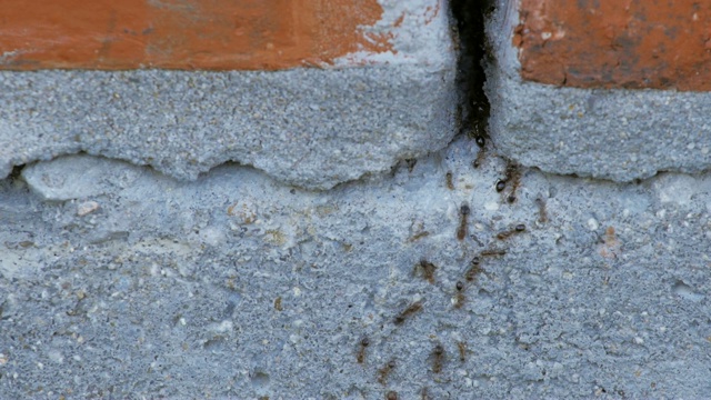 黑蚂蚁从墙上的裂缝里爬出来视频下载