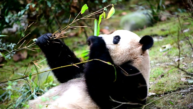 中国的大熊猫视频素材