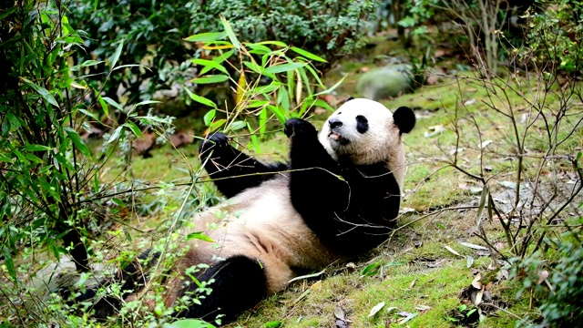 中国的大熊猫视频素材