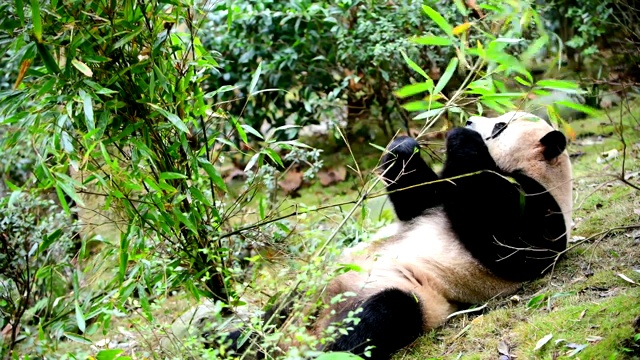 中国的大熊猫视频下载