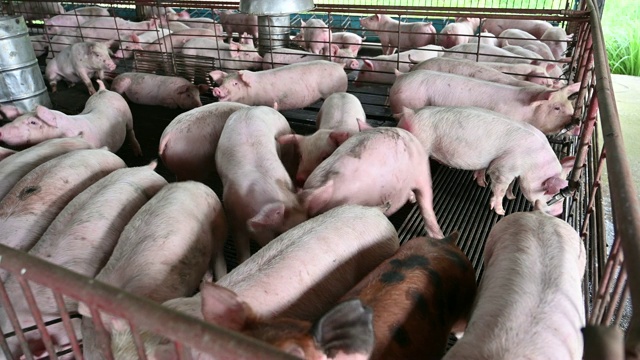现代工业化养猪场的猪视频下载