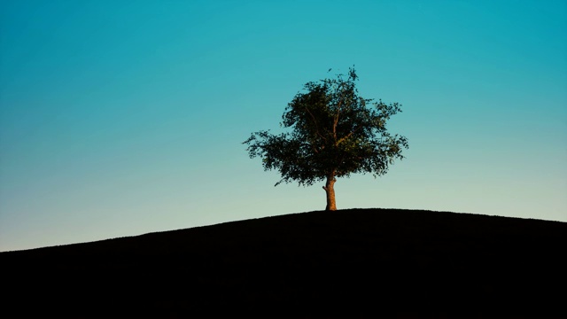 一棵大树在四个天气季节中的延时拍摄视频素材