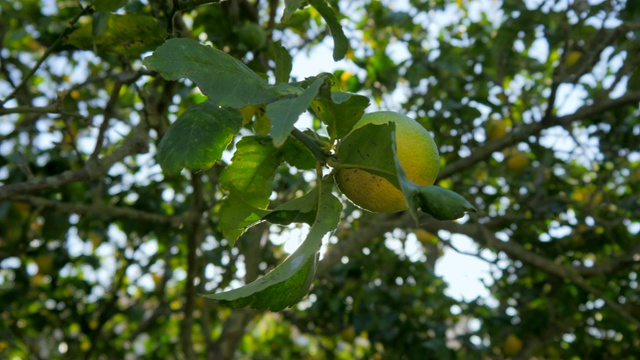 柠檬花园的树木视频素材