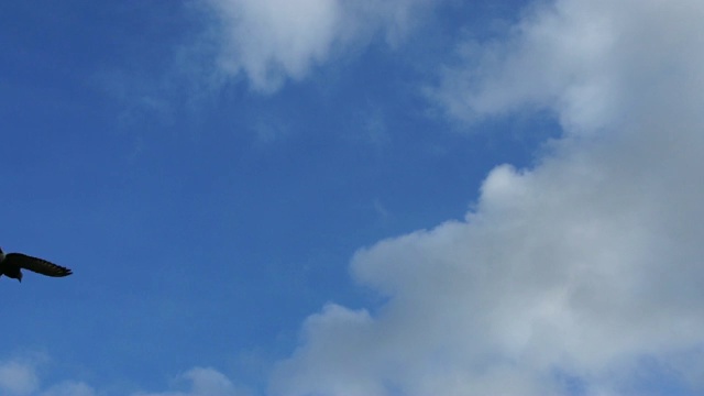 SLO MO飞翔的鸽子鸟在蓝天上视频下载