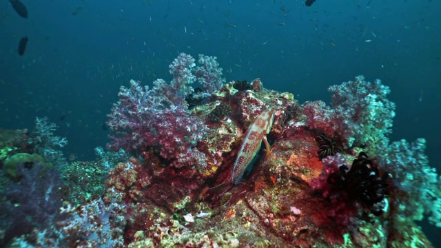 生长在充满活力的珊瑚礁上的石斑鱼视频素材