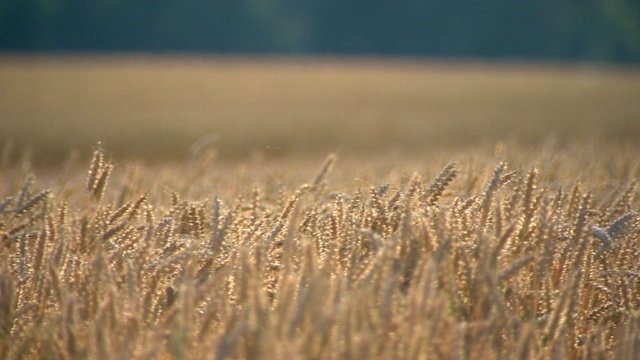 大麦收成场视频素材