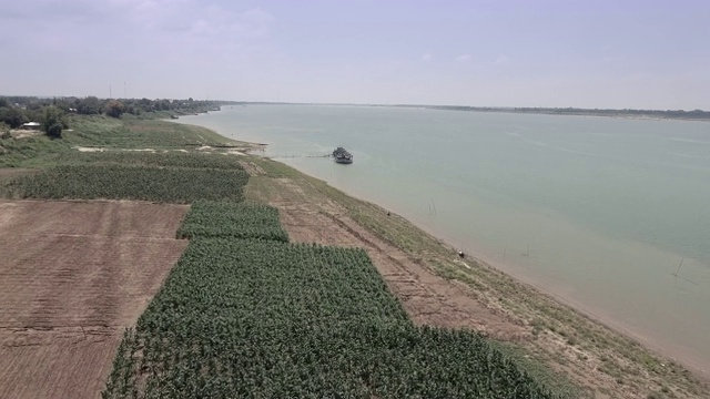 无人机拍摄:飞过河边的玉米地视频素材