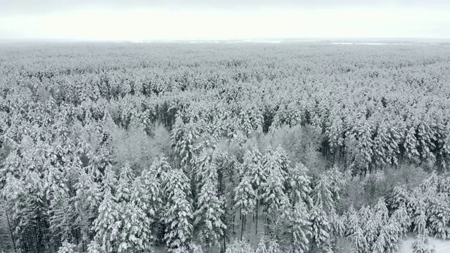 4 k。飞越北部冬季森林上空，鸟瞰图视频素材