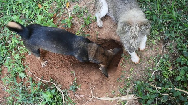 狗在土地上挖洞视频素材