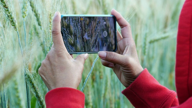 女性用智能手机拍摄麦草。视频下载
