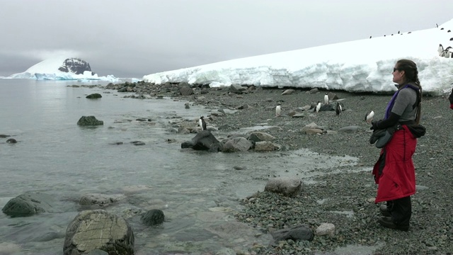 女旅行者探索南极洲丹科岛海岸巴布亚企鹅杰拉契海峡视频下载