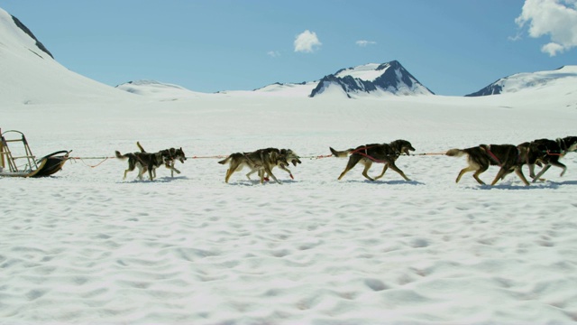 狗拉雪橇队在阿拉斯加的高山上运动视频素材