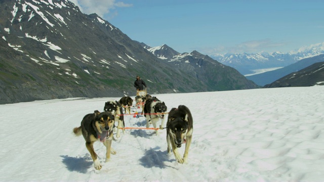 阿拉斯加州丘加奇山脉的狗拉雪橇团队哈士奇视频素材
