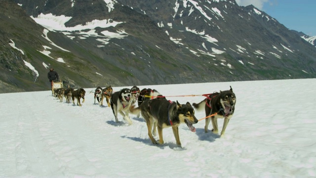 阿拉斯加哈士奇狗用于雪橇冒险美国视频素材