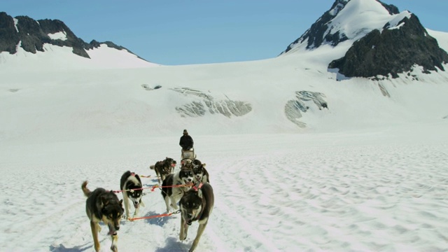 狗拉雪橇队在阿拉斯加的高山上运动视频素材