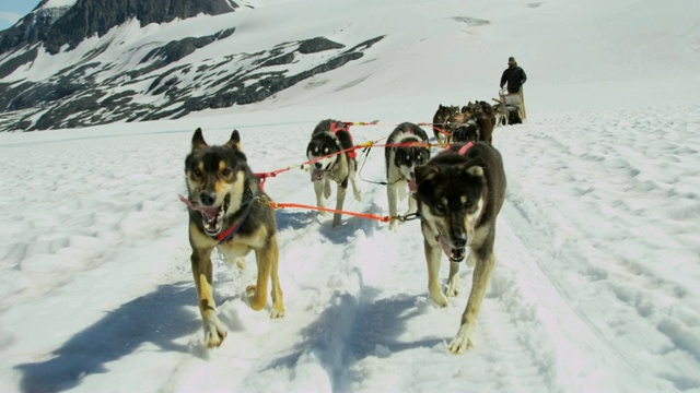 阿拉斯加雪橇狗用于冒险美国视频素材