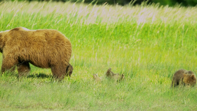 母棕熊与幼崽喂养阿拉斯加美国视频素材