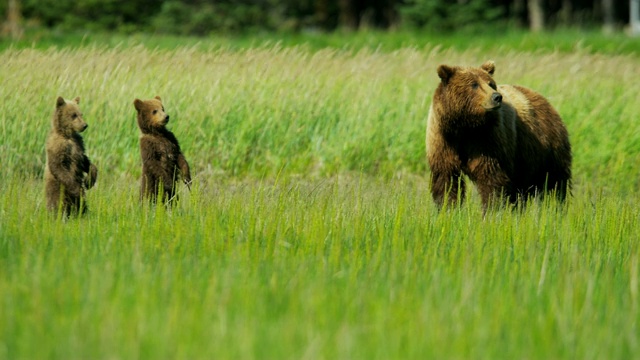 棕熊的幼崽对周围的环境很好奇视频下载