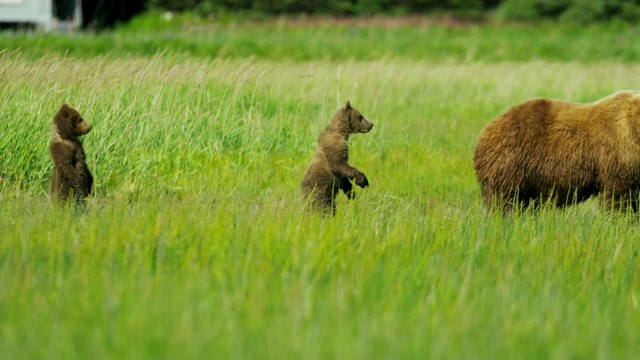 棕熊的幼崽对周围的环境很好奇视频素材