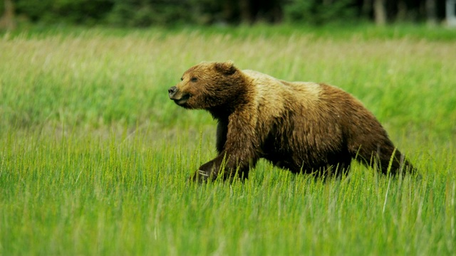 奔跑的棕熊与幼崽约塞米蒂荒野地区视频素材