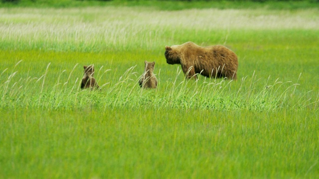 棕熊幼崽在成年母熊的保护下放松视频素材