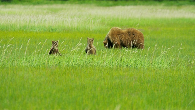 野生草原上有棕熊幼崽和成年母熊视频素材