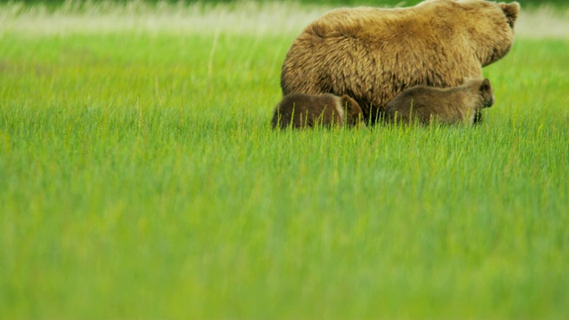 母棕熊与幼崽荒野草原阿拉斯加视频素材