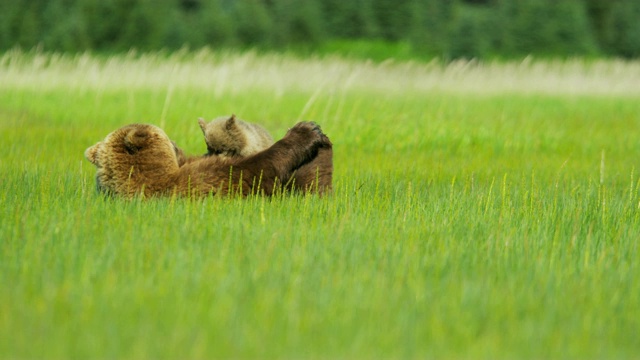 母熊喂养棕熊幼崽荒野阿拉斯加美国视频下载