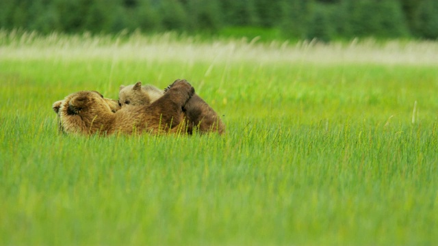 母熊喂养棕熊幼崽荒野阿拉斯加美国视频下载