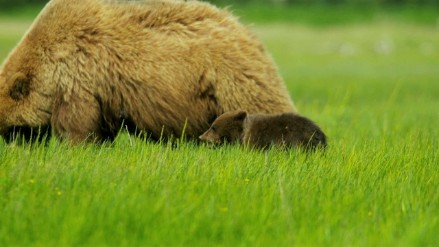 北极熊和幼崽在阿拉斯加丰富的植被中进食视频素材